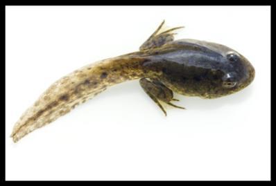 蝌蚪久久窝 蝌蚪久久窝