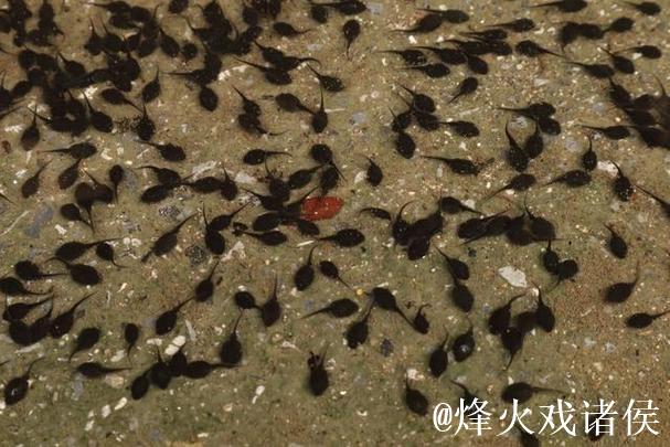 蝌蚪久久窝 蝌蚪久久窝