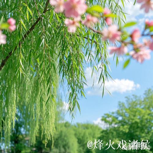 青青青青青草的诗意芬芳与自然之美 青青青青青草的诗意芬芳与自然之美